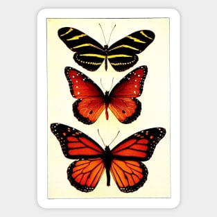 Zebra and Milkweed Butterflies, 1904 Sticker